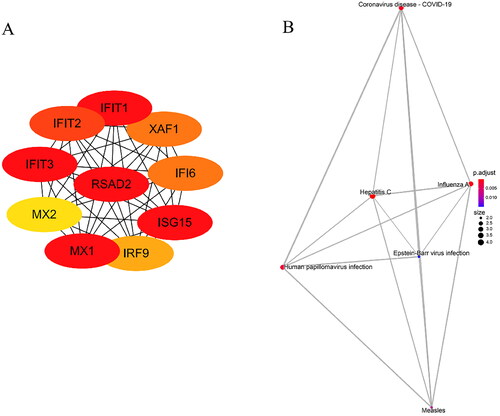 Figure 5. Hub gene and KEGG pathway analysis in DM. A. Top 10 hub genes with highest MCC score in cytoHubba. B. KEGG pathway analysis of hub genes.