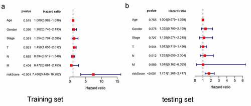 Figure 4. Multivariate independent prognosis analyses of training set and testing set. (a) T stage and risk score were independent predictor in the training set. (b) only risk score was independent predictor in the testing set