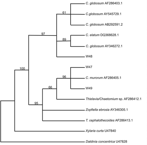 Figure 2. Maximum parsimony phylogenetic tree based on rDNA partial large subunit sequences (±500 bp) of whale skin fungal isolates and selected sequences from Genbank. Numbers above branches indicate bootstrap values (>50%) from 1000 replicates.