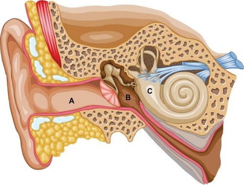 Figure 1 Representation of the ear from the outer ear (A) to the middle ear (B) to the inner ear (C).