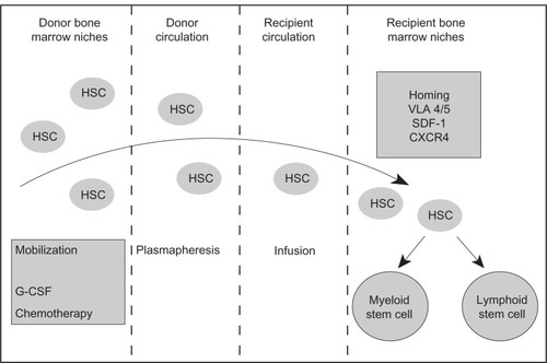 Figure 1 The mobilization and homing of hematopoietic stem cells (HSCs) to the bone marrow niches of the transplant recipient.