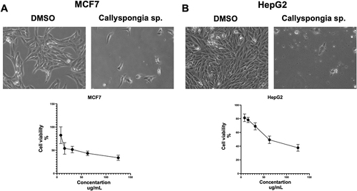 Figure 2 Cytotoxic effect of C. siphonella extract on MCF-7 and HepG-2 cells. Representative images show (A) MCF-7 cellular morphology treated with DMSO and C. siphonella extract (B) HepG-2 cellular morphology treated with DMSO and C. siphonella extract. Graphical presentation represents the percentage of cell viability on both cells.