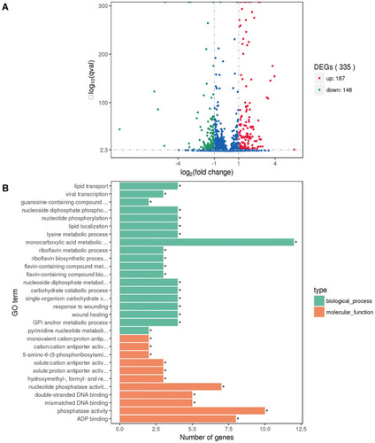 Figure 7 (A) Volcano plot of differences in gene expression between ΔmraZ and MW2. The abscissa refers to the fold-change in the two samples; the ordinate refers to the statistically significant difference in gene expression; red dots indicate a significant difference in up-regulated genes and green dots indicate down-regulated genes. A gene with |log2(Fold Change) |> 1 and q value<0.005 between MW2 and ΔmraZ was considered to be significantly differentially expressed. (B) ΔmraZ vs MW2 differential gene GO enrichment histogram. The ordinate is the enriched GO term, and the abscissa is the number of differential genes in the term. Different colors are used to distinguish biological process and molecular function, with *For enriched GO term.