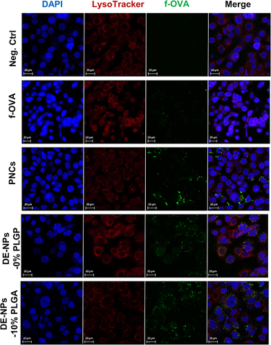 Figure 9 A549 cellular uptake of f-OVA-loaded NPs after 6 h incubation. DAPI stained nucleus in blue, LysoTracker™ Red DND-99 stained endosome/lysosome in red, and f-OVA in green.