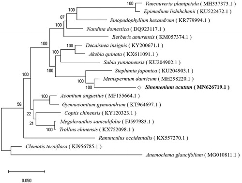 Figure 1. The phylogenetic tree was constructed using total chloroplast genome sequences of 18 species using Maximum Likelihood (ML) method with bootstrap values from 1,000 replicates.