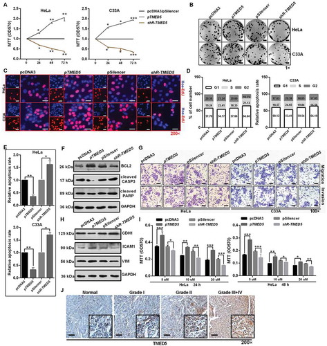 Figure 6. TMED5 promotes a cervical cancer cell malignant phenotype. (a) MTT assay showed that TMED5 overexpression promoted cell viability. (b) Colony formation ability was higher after transfection with pTMED5. Scale bar: 50 mm. (c) EdU assay was used to detect cell proliferation. Scale bar: 80 μm. (d) Flow cytometric cell cycle analysis showed that overexpression of TMED5 results in a significant increase in the cellular population in the G2/S phase in HeLa and C33A cells. (e) Flow cytometric apoptosis showed that overexpression of TMED5 significantly decreased the apoptosis rate in HeLa and C33A cells. (f) Western blot assay showed that the BCL2, cleavage of CASP3 and PARP expression level in the indicated plasmid-transduced HeLa cells after TAX (3 µg/ml) for 24 h. (g) Transwell assays showed that overexpression of TMED5 promoted cell migration and invasion. Scale bar: 50 μm. (h) Western blot assay showed the protein levels of ICAM1, VIM and CDH1 after transfection with the indicated plasmids in HeLa cells. (i) TMED5 overexpression enhanced the drug resistance of HeLa cells to cis-platinum at 24 and 48 h. (j) IHC showed the expression level of TMED5 in human tumor tissues in different clinical stages. Scale bar: 50 μm. Experiments were performed 3 times, and data are presented as means ±SD. *P < 0.05; **P < 0.01; ***P < 0.001; ns, not significant.