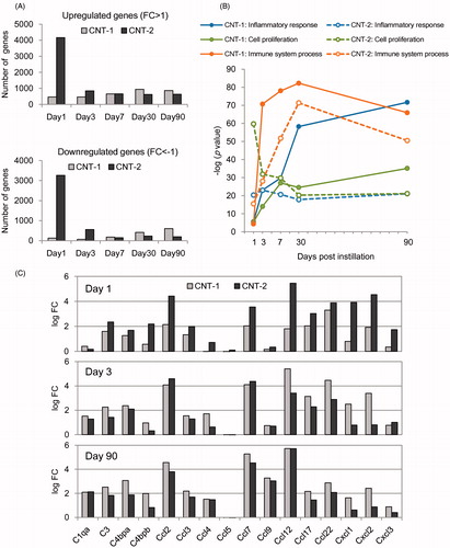 Figure 6. Changes in gene expression over time in rat lungs intratracheally instilled with CNT-1 or CNT-2 in the high-dose group. Number of significantly upregulated or downregulated genes at each time point following exposure to CNT-1 or CNT-2 (A). Changes in p values over time for the statistically overrepresented GO terms “inflammatory response” (GO: 0006954), “cell proliferation” (GO: 0008283), and “immune system process” (GO: 0002376) among CNT-1 and CNT-2-induced genes (FC > 1 or FC < −1) with p < 0.05 (B). Number of selectively upregulated genes involved in inflammatory responses at 1, 3, and 90 d post-instillation with CNT-1 or CNT-2 (C). Number of upregulated or downregulated genes with p < 0.05 at each time point.