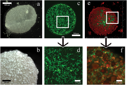 Figure 9. Dark-field microscopy images of HNT marbles (a, b). Confocal microphotographs of liquid marbles and its surface. Cells A. Borkumensis are stained by vital dye dihexyloxacarbocyanine iodine – DioC6 inside the marble (c, d). Images of liquid marbles with halloysite nanotubes, stained by rhodamine (red) and E. coli are stained by green DiOC6 (e, f). Reproduced with permission from [Citation39], copyright by American Chemical Society, 2019.