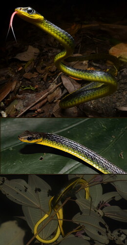 Fig. 4. Chironius cochranae (top) an adult from Petite Tacarib, Trinidad (photograph by Rainer N. Deo); (middle) defensive posture from Mt. Hololo, Trinidad (photograph by Adam Fifi); (bottom) an adult is sleeping high in a tree (photograph by Rainer N. Deo).