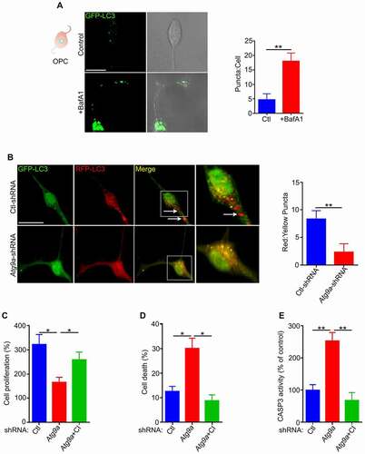 Figure 2. Active autophagy flux in OPCs. (A) OPCs were transduced by GFP-LC3B construct and treated with the lysosomal inhibitor, bafilomycin A1 (BafA1, 50 nM) during the final 2 hours in culture. Confocal imaging showed an increase of GFP-LC3B puncta in the BafA1-treated cells, indicating active autophagy flux. Scale bar: 10 μm. (B) Ctl and Atg9a-shRNA treated cells were transduced by RFP-GFP-LC3B construct. Yellow puncta correspond to autophagosomal structures since both GFP and RFP fluoresce at cytoplasmic pH. Red puncta represent autolysosomes because GFP is quenched by the acidity of lysosomes. Merged confocal images demonstrated many red puncta in Ctl-shRNA treated cells. In contrast, most puncta were yellow in Atg9a-shRNA treated cells, indicating blockage of autophagic flux. The numbers of autophagosomes and autolysosomes were quantified from 30 images per group for each experiment. Scale bar: 10 μm. (C) Proliferation rates of Ctl and Atg9a-shRNA treated cells were measured by counting the total number of cells after 72 h in culture and dividing by the initial number of cells. The cell proliferation is reduced and cell death is increased in Atg9a-shRNA treated cells relative to control. (D) Dead cell stain kit was used to measure the level of cell death by flow cytometry. Cell death was markedly increased in the Atg9a-shRNA treated cells. (E) CASP3 activity is significantly increased in Atg9a-shRNA cells. Treatment of Atg9a-shRNA cells with the selective CASP3 inhibitor (CI, Ac-DEVD-CHO) attenuated cell death and rescued the proliferation rate to control levels. Data are mean ± SEM. *p < 0.05; **p < 0.01