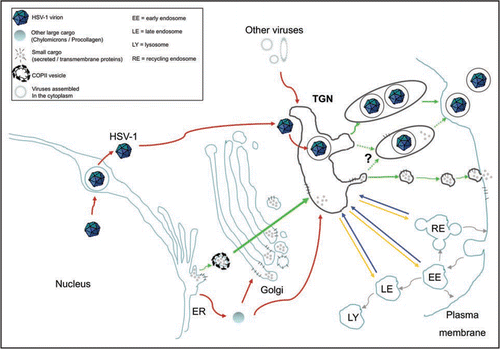 Figure 1 The TGN is a meeting point where conventional and unconventional routes of intracellular transport merge. To illustrate this point, the classical biosynthetic pathway from the ER to the cell surface is depicted with green arrows. Alternative transport routes by which various large cargos such as HSV-1, chylomicrons, procollagen and some viruses that assemble in the cytoplasm reach the TGN are indicated by red arrows. In addition, the TGN is not only a merging point for molecules newly synthesized but also for proteins recycled from organelles along the endo-lysosomal system (shown with blue arrows). At the TGN, large and small cargos merge and are sorted towards the cell surface (green arrows) and various endosomal compartments (yellow arrows). Dotted green arrows illustrate the uncertainty as to whether large cargo, in particular viruses, share the PKD mediated pathway with smaller cargo or whether they monopolizes it.