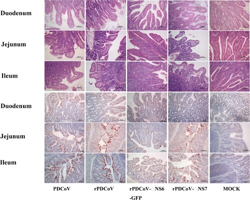 Figure 6. Histology and IHC staining of rPDCoV-infected piglet intestine. HE and IHC staining of the duodenum, jejunum and ileum of piglets inoculated with PDCoV, rPDCoV, rPDCoV-ΔNS6-GFP or rPDCoV-ΔNS7. Scale bars are shown in each picture.