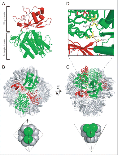 Figure 1. The structure of Ape1. (A) Each monomer of Ape1 consists of 2 domains: the wing domain (red) and the proteolytic domain (green). The dashed lines indicate missing residues in the crystal. (B) The dimeric unit forming the tetrahedron edge is shown in cylinder and tube models for each monomer, respectively. The 2-fold symmetry axis is perpendicular to the page plane. (C) The trimeric unit forming the tetrahedron vertex is shown in cylinder, tube, and loop models for each monomer, respectively. Corresponding schematic cartoons of the Ape1 assembly highlighting protomer interaction in the tetrahedron are shown below. (D) A close-up view of the intersubunit interface involving the proteolytic domain of Ape1. The residues of the proteolytic domain in the tube model selected for insertion mutagenesis and their interacting residues from the adjacent subunit are highlighted in yellow sticks.