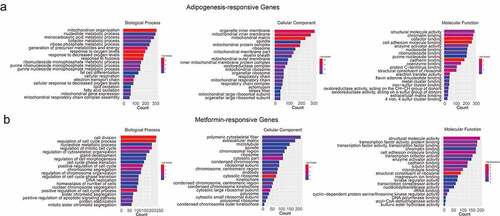 Figure 3. Gene ontology analysis of the adipogenesis-responsive and metformin-responsive genes. (a) GO enrichment analysis of adipogenesis-responsive genes. It showed the top 20 significantly enriched GO terms including biological process, cellular component, and molecular function. (b) The GO enrichment analysis of metformin-responsive genes as above indicative operation.