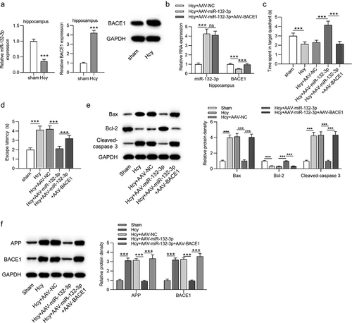 Figure 5. MiR-132-3p alleviated neuron apoptosis and impairments of learning and memory abilities in Hcy-treated rats