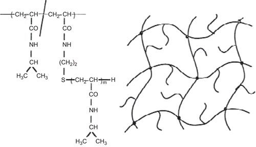 Figure 6.  Model structure of freely mobile linear PIPAAm-grafted PIPAAm hydrogels.