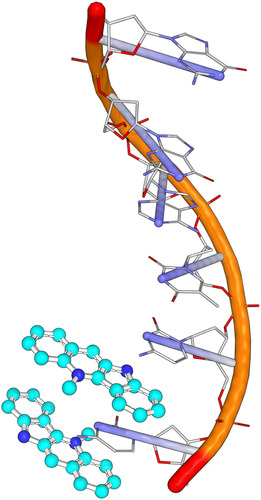 Figure 6 Intercalation into the CG-rich sequence of DNA by cryptolepine (PyMOL was used to regenerate the picture from the crystal structure with PDB accession number 1K9G). Cyan color: cryptolepine (19).