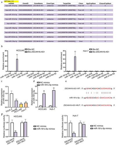 Figure 3. ZSCAN16-AS1 interacts with miR-181 c-5p in HCC cells. A) A list of possible miRNAs combining with ZSCAN16-AS1 were predicted through starBase website. B) Enrichment of nine miRNAs in bio-ZSCAN16-AS1 groups from RNA pull down assays. C) Expression of miR-181 c-5p in HCC cells (Hep3B, HCCLM3 and Huh-7) and THLE-3 cells was quantified via RT-qPCR analysis. D) Expression of miR-181 c-5p in HCCLM3 and Huh-7 cells were detected using RT-qPCR after transfection of miR-181 c-5p mimics. E) Binding sites between ZSCAN16-AS1 and miR-181 c-5p from starBase website. F) Luciferase reporter assay results in HCCLM3 and Huh-7 cells co-transfected with miR-181 c-5p mimics and ZSCAN16-AS1-WT/MUT. **P < 0.01