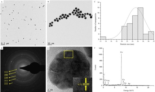 Figure 3 HRTEM analysis of Hy-AuNPs. (A) and (B) show HRTEM images at a magnification of 0.2 µm and 50 nm, respectively. (C) shows particle size distribution determined from the HRTEM images using ImageJ software, (D) shows SAED pattern, (E) shows lattice fringes and (F) shows EDX spectra.