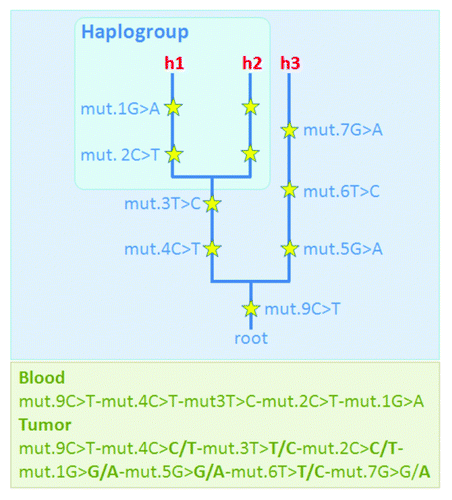 Figure 2. Scheme showing a case were a tumor sample shows several ‘seeming-instabilities’ when compared with the blood (non-tumor) sample from the same patient; instead of attributing these (seeming) instabilities to the tumor process, one could considers an alternative more likely explanation. Thus, one could assume the occurrence of an unfortunate contamination of the tumor sample, and therefore the observed tumor profile could be better explained as a mixture of two haplotypes (h1+h3): one haplotype corresponds to the genuine one from the patient (h1) and the other (h3) comes from an external donor (contaminant); the phylogenetic approach allows to easily deconvolute the mixture. Along branches of the fictitious phylogeny are the mutations (yellow starts), beside are the numbers indicating the mutational positions and the letters (A, C, G, T) indicating the nucleotide variant; e.g mut.1G > G/A means that at position 1, the reference sequence has a G, while the targeted haplotype carries two variants simultaneously, G and an A. More about notation: a) haplotypes are annotated from the root (the reference sample) to the tip of the branches); b) “h” denotes haplotypes (#1, #2 and #3); and c) haplogroup is a clade of sequences phylogenetically related, in this particular example, haplotypes 1 and 2 belong to the same haplogroup because they share the diagnostic mutations (basal motif) at positions 3 and 4.