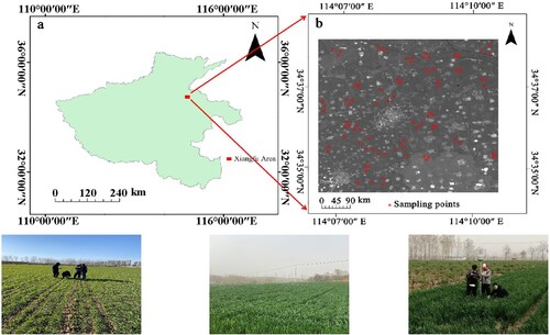 Figure 1. Location of the study region and distribution of sampling points. (a) Location of Xiangfu District in Henan Province; (b) Location of leaf area index sampling points; (c) Leaf area index, Global Positioning System, and soil moisture was measured at each sampling site.