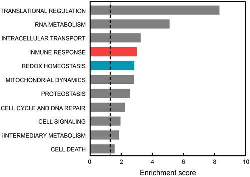 Figure 1 Comparison of the functional pathways altered in the blood of AD patients vs controls. Dysregulated genes were averaged from those reported in GSE63060 and GSE63061 microarray data after GEOR2 analysis. The functional annotation corresponding to biological processes (GOTERM_BP_DIRECT) was analyzed using the DAVID database.Citation37 Significant associations (adjusted p-value (FDR/BH) <0.05) are plotted against the enrichment score.