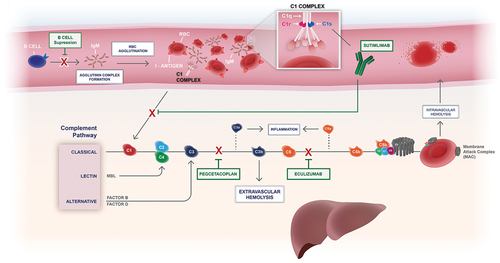 Figure 1. The role of the complement pathway in CAD and mechanism of action of sutimlimab [Citation3,Citation10,Citation18–21].C, complement protein; Ig, immunoglobulin; MAC, membrane attack complex; MBL, mannose-binding lectin; RBC, red blood cell