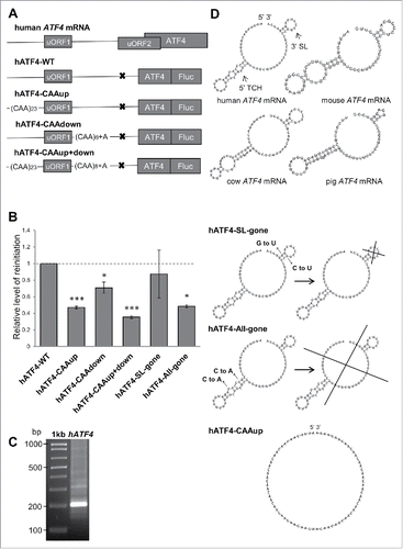 Figure 1. Flanking sequences of human ATF4s uORF1 individually contribute to ensure its high propensity for reinitiation. A) Schematics of the human ATF4 mRNA and mutagenized constructs used in this study. Please note that the inhibitory effect of uORF2 was neutralized by mutating its AUG to AGG to simplify the analysis, because thus modified constructs could be analyzed without using a stress inducer. In “CAAup,” a major part of the original sequence upstream of uORF1 was replaced by 23 CAA triplets (the transcriptional start site and 9 nts immediately preceding AUG of uORF1 that are buried in the mRNA binding channel of the ribosome terminating on uORF1 were left intact, as in case of GCN4s uORF121); in “CAAdown,” the original sequence encompassing 25 nts immediately following the stop codon of uORF1 was replaced by 7 CAA triplets followed by one CAAA tetranucleotide; in “CAAup+down,” both of these substitutions were combined. B) All constructs shown in A) were transfected into HEK293T cells and subjected to Dual luciferase assay normalized to mRNA levels (Fluc/Rluc) as described in Materials and Methods. The statistical analysis was performed using One sample t test; statistical significance is indicated by stars (one star means P ≤ 0.05, 3 stars P ≤ 0.001). C) 5´RLM-RACE of human ATF4 cDNA prepared from total RNA derived from HEK293T cells. DNA sample was separated by gel electrophoresis in a 2% agarose gel, cut out and processed to be sequenced (the obtained sequence indeed corresponded to the 5′ UTR of human ATF4 mRNA - NM_182810 in NCBI). Size markers in base pairs are indicated in the left. D) Secondary structure predictions of the entire 5′ sequence of ATF4s uORF1 in indicated mammals as determined by the RNA Vienna package software.Citation35 The bottom panels depict the “CAAup” mutation and 2 double-point substitutions engineered to disrupt either the individual structures or the 5′ UTR fold as whole. Please see the main text for further details.