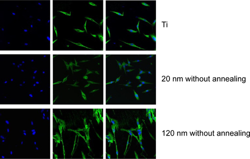 Figure S3 Immunofluorescence of acetylated α-tubulin expression in U87 cells cultured on nanotubes including the image of nuclear staining, the nanotubes were without annealing and the smooth surface of titanium was control.Abbreviation: Ti, titanium.