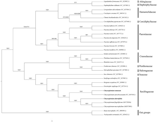 Figure 1. Phylogenetic tree reconstructed by maximum-likelihood (ML) and Bayesian inference (BI) analysis based on the whole chloroplast protein-coding genes of these 29 species.