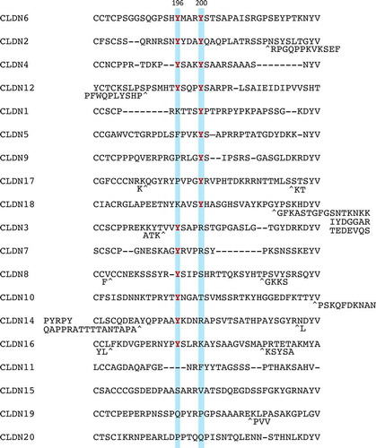 Figure 2. Amino acid sequences of a part of the C-terminal cytoplasmic domain in human CLDN1-20. Tyrosine residues corresponding to CLDN6Y196/200 are highlighted and the conserved ones are indicated in red