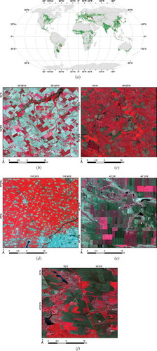 Figure 1. Location of the JECAM sites and illustration of their diversity with false colour composites (near-infrared, red, green). (a) The red dots locate the five sites overlaid over the Unified Cropland Layer (Waldner et al. Citation2016) in green. Representative zooms of Landsat-8 false colour composites (near-infrared, red, green) in (b) Argentina, (c) Brazil, (d) China, (e) Russia, and (f) Ukraine.