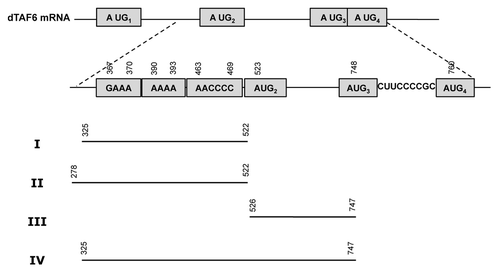 Figure 4. Schematic representation of the regions of Drosophila melanogaster TAF6 mRNA analyzed for internal initiation of translation. Region I was retrieved as a putative IRES-like motif by RNA Inverse Folding. Regions II, III, and IV are used as controls. Nucleotide numbers are counted relative to the A of first AUG.