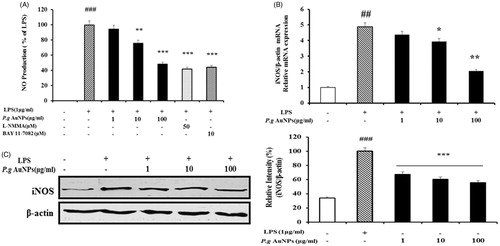 Figure 2. Effects of P.g AuNPs on LPS-induced expression of nitric oxide (NO) production and inducible NO synthase (iNOS) expression in RAW 264.7 cells. (A) NO release, (B) iNOS mRNA expression, (C) iNOS protein were measured in the culture medium of RAW 264.7 cells treated with 1 μg/ml LPS alone or with different concentrations of P.g AuNPs for 24 h. L-NMMA (50 μM) and BAY 11–7082 (10 μM) was used as a positive control drug for NO determination. Values shown are mean ± SEM of three independent experiments. *P < .05, **P < .01 and ***P < .001 versus LPS-treated cells.