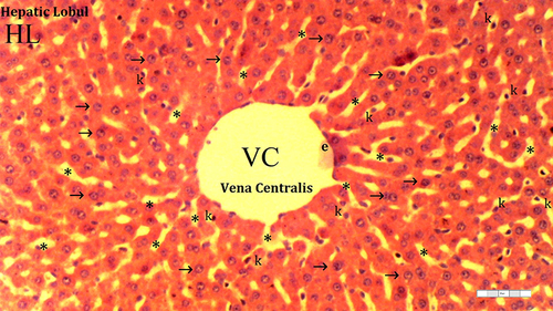 Figure 1 Representative light microscopy of hepatic tissue from the control group. Normal liver tissue.