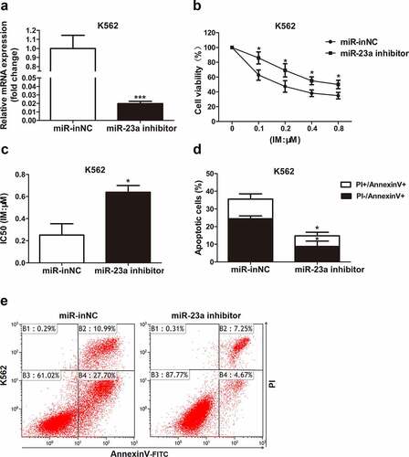 Figure 3. Sensitivity to IM after miR-23a downregulation in K562 cells. (a) K562 cells were transfected with the miR-23a inhibitor or negative control (miR-inNC). The expression levels of miR-23a were detected by qRT–PCR and are displayed as fold changes in the inNC-transfected cells. ***p < 0.001. A CCK-8 assay was conducted to assess the cell viability (b) and IC50 values (c) after transfection and IM treatment. *p < 0.05. (d and e) Flow cytometry analysis of apoptosis in K562 cells cultured with IM for 48 h after transfection. *p < 0.05.