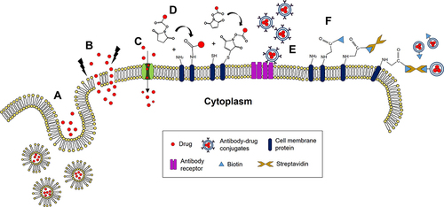 Figure 4 Engineering strategies to load drug therapeutics inside of/onto cells. (A) Endocytosis, (B) Electroporation, (C) Hypotonic swelling, (D) Covalent conjugation, (E) Ligand-receptor binding, and (F). Biotinylation.