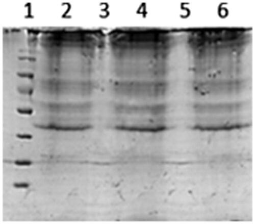 Figure 2. SDS-PAGE of liposomes with or without RCM. Line 1: RCM; Line 2: liposomes (L); Line 3: RCM-coated liposomes (L-RCM); Line 4: coumarin-6 loaded TAT-PCM-modified liposomes (L-TAT-PCM); Line 5: RCM-coated TAT-PCM-modifiedliposomes (L-TAT-PCM-RCM).