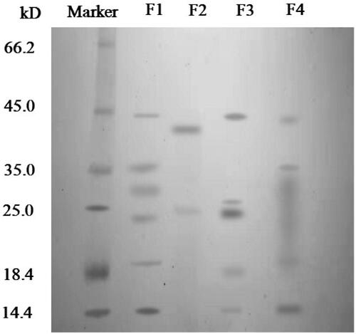 Figure 5. SDS-PAGE gel of marker, Periplaneta americana extract (F1), protein that was released form microparticles in simulated gastric solution (pH 1.2) for 2 hours (F2), protein that was released from microparticles in simulated small intestinal fluid (pH 6.8) for 2 hours (F3), protein in supernatant that was released from microparticles in simulated colonic fluid (pH 7.8) for 2 hours (F4).