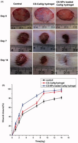 Figure 8. Photographs of the appearance of the wounds on days 7 and 14 under the treatment of CS-CaAlg hydrogel and CS NPs loaded CaAlg hydrogel (A). Wound closure curves after wound sites were treated by CS-CaAlg hydrogel and CS NPs loaded CaAlg hydrogel (B). The results were expressed as mean ± SD (n = 5).