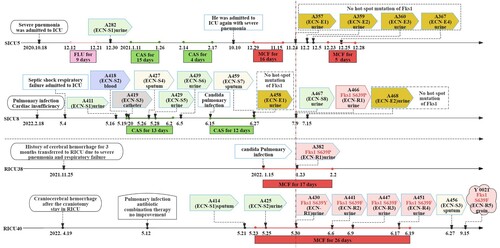 Figure 1. Microbiological data and antifungal treatment schedule of the four study patients, showing different intervals of the C. auris strains and echinocandin treatment. Abbreviations ECN-S: echinocandin-sensitive strain; ECN-E: elevated echinocandin MIC strain; ECN-R: echinocandin-resistant strain; CFG: Caspofungin, 50 mg, qd, iv; MFG: Micafugin, 150 mg, qd, iv; FLU: Fluconazole, 200 mg, qd, iv.