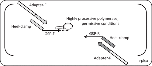 Schematic of the single tube, single reaction Hi-Plex PCR mechanism.