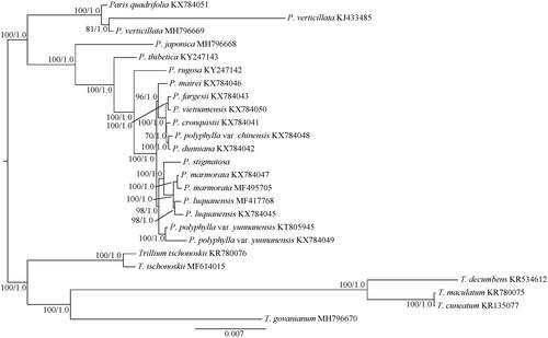 Figure 1. The maximum likelihood (ML) tree of 15 species from Paris inferred from the complete chloroplast genome sequences. Numbers at nodes correspond to ML bootstrap percentages (1,000 replicates) and Bayesian inference (BI) posterior probabilities.