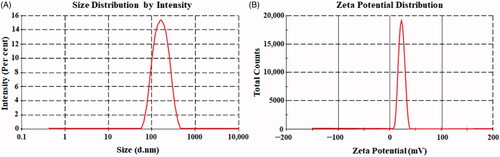 Figure 3. Particle size (A). Zeta potential (B) of optimized thymoquinone chitosan-polycaprolactone nanoparticles (THQ-CPLNPs)..