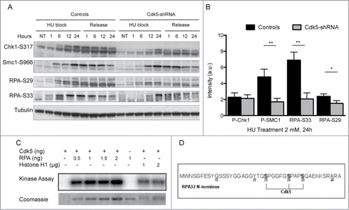 Figure 3. Decreased ATR and Cdks-dependent phosphorylation of Replication Protein A upon HU treatment in Cdk5 depleted cells. (A) Representative western blot analysis of phospho-SMC1-S966, phospho-Chk1-S317 and phospho-RPA-S29 and S33 in protein extracts from Control and Cdk5-shRNA cells during a 24 h HU block (2 mM) and over the following 24 h after release from the block. Total Tubulin was used as a loading control. (B) Quantification data are ratios of intensities of treated to non-treated cellular extracts after normalization with tubulin intensity, data are means ± SD from 2–3 independent experiments using 2 different HeLa Cdk5-shRNA clones have been calculated. (*P < 0.05; **P < 0.01; Unpaired t-test). (C) In vitro kinase assay showing the phosphorylation of purified RPA32 protein by Cdk5/p25 recombinant kinase after 30 min at 25° C. The image is representative of 3 independent experiments. The phosphorylation of histone H1 by Cdk5 was used as a positive control. (D) Sites of phosphorylation of the RPA protein by Cdk5 in vitro (same experimental settings as in 3C), identified by mass spectrometry: S23, S29 and S33. All three sites were detected in 7 independent experiments (full spectra are shown in Fig. S3).