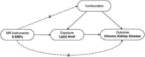 Figure 1. Design framework of the MR analysis between Lp(a) and CKD. This analysis is consistent with the hypothesis that genetic variants (SNPs) are significantly associated with Lp(a) but not with confounding factors and that SNPs are not directly related to CKD risk. MR, Mendelian randomization; SNP, single-nucleotide polymorphism; Lp(a), lipoprotein (a); CKD, chronic kidney disease.