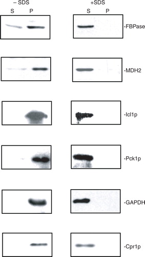 Fig. 2.  FBPase, MDH2, Icl1p, Pck1p, GAPDH, and Cpr1p are distributed in the vesicle-enriched fraction. Wild-type cells were starved of glucose for 3 days and harvested. Total extracts were obtained and centrifuged at 3,000×g for 5 min. The resulting supernatant was further centrifuged at 200,000×g for 2 hours. The 200,000×g pellet fraction was resuspended, aliquoted, and incubated in the absence or presence of 2% SDS for 30 min. Following incubation, samples were re-centrifuged at 200,000×g for 2 hours. The distribution of FBPase, MDH2, Icl1p, Pck1p, GAPDH, and Cpr1p in the 200,000×g supernatant (S) and pellet (P) fractions were examined by Western blotting. Representative data from 3 experiments are shown.