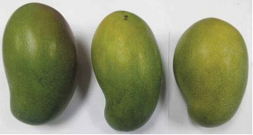 Figure 2. Mature green mangoes.