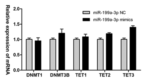 Figure 7. miR-199a-3p does not significantly affect the expression of other DNMTs and TETs in NT2 cells. DNMT1, DNMT3B, TET1, TET2 and TET3 mRNA expression levels after transfection of miR-199a-3p mimics into NT2 cells.
