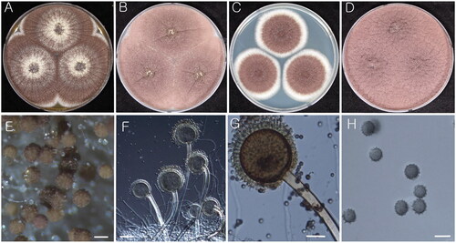 Figure 4. Morphology of Aspergillus uvarum (KACC 48630). (A–D) Colonies grown on MEA, CYA, DG18, and YES media after 7 d at 25 °C from left to right. (E) Conidial head on MEA. (F & G) Conidiophores with conidial head. (H) Conidia. Scale bars: E = 100 µm, F= 50 µm, G = 20 µm, H = 5 µm.